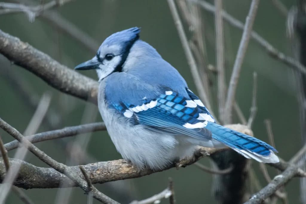 Blue Jay Serenity: A Captivating Perch in Nature's Embrace