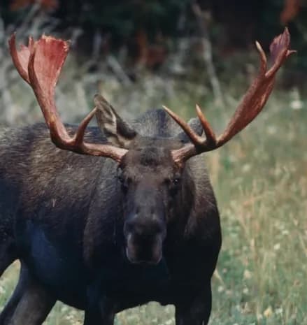 Majestic Moose: A Portrait of Wilderness and Strength