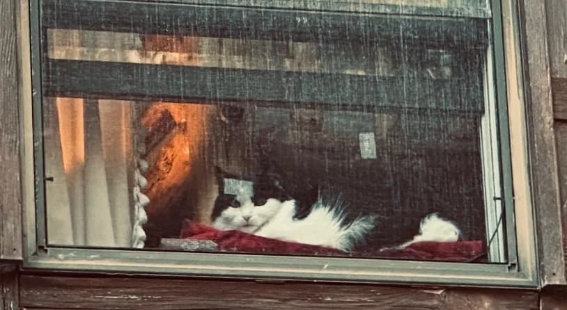 Whiskered Dreams: A Cozy Cat's Retreat Behind Rainy Glass