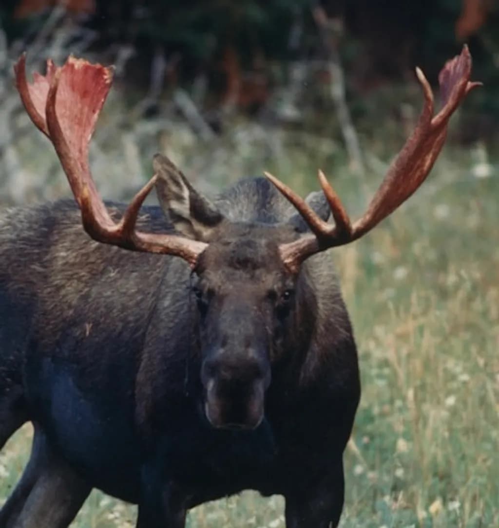 Majestic Bull Moose
