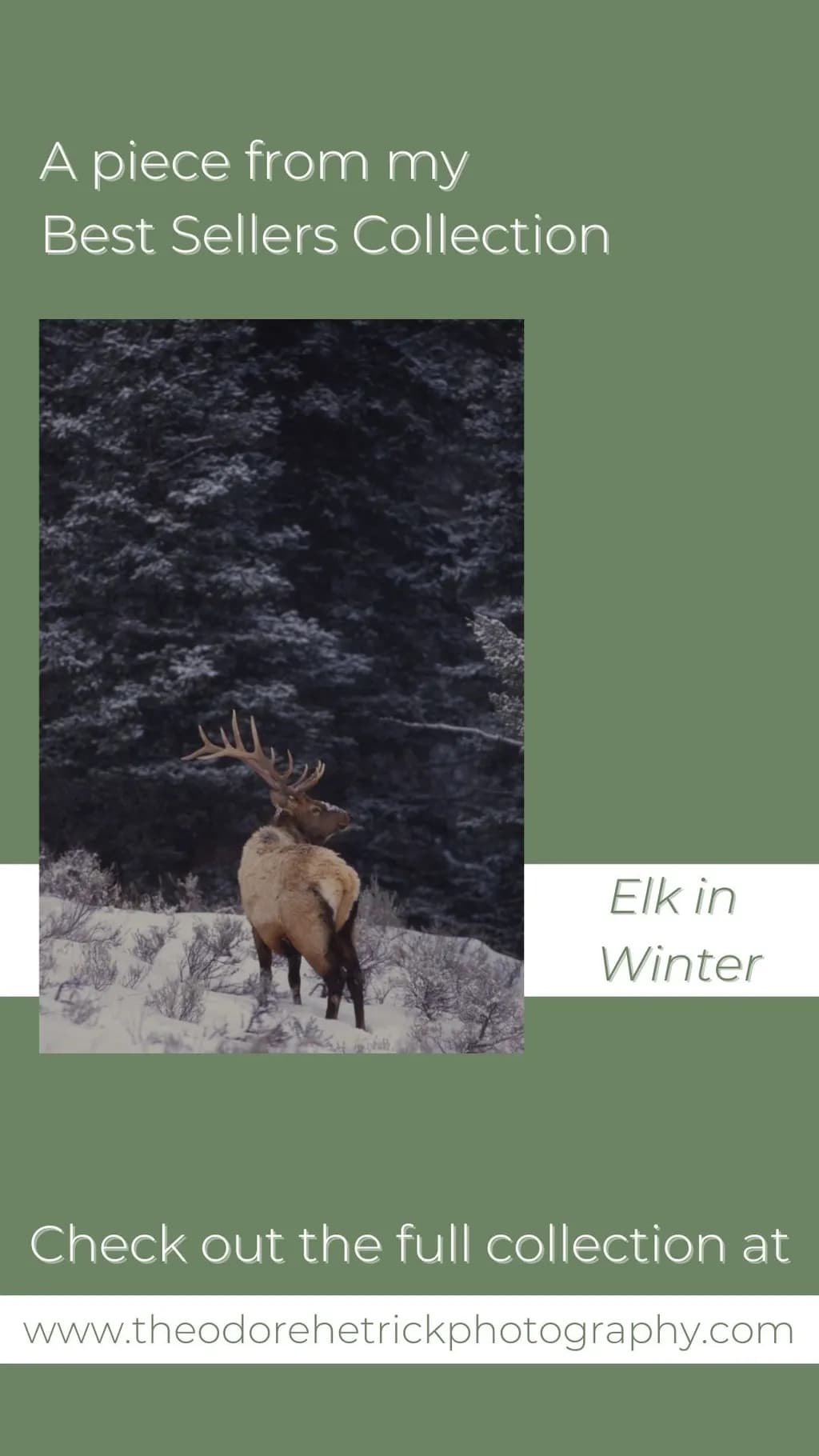 Elk in Winter