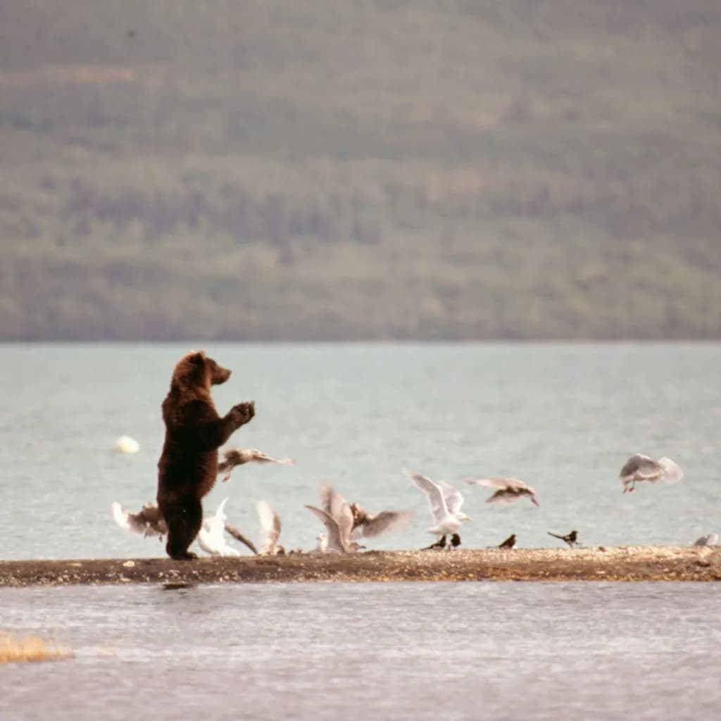 Lakeside Encounter