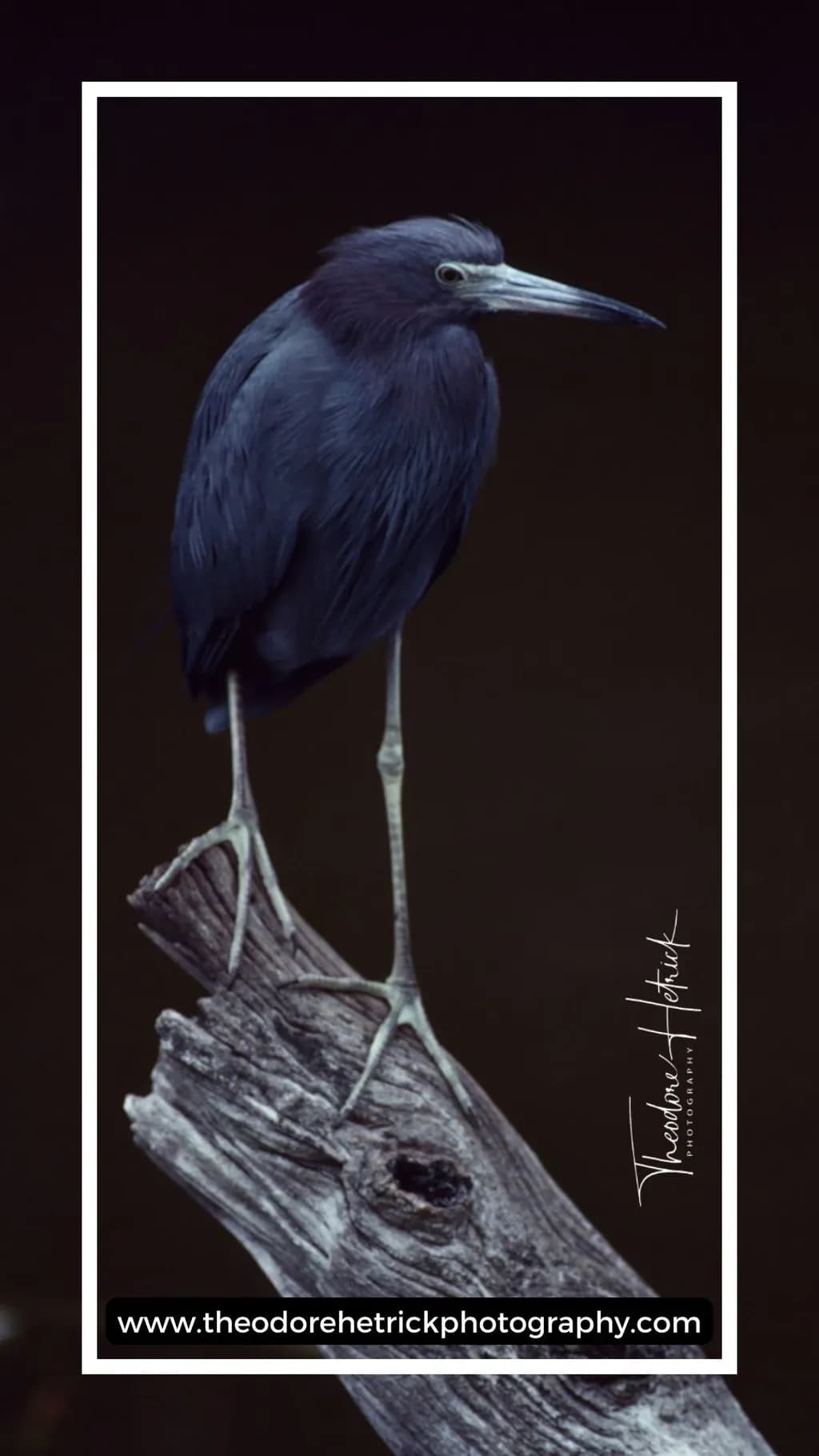 Midnight Heron
