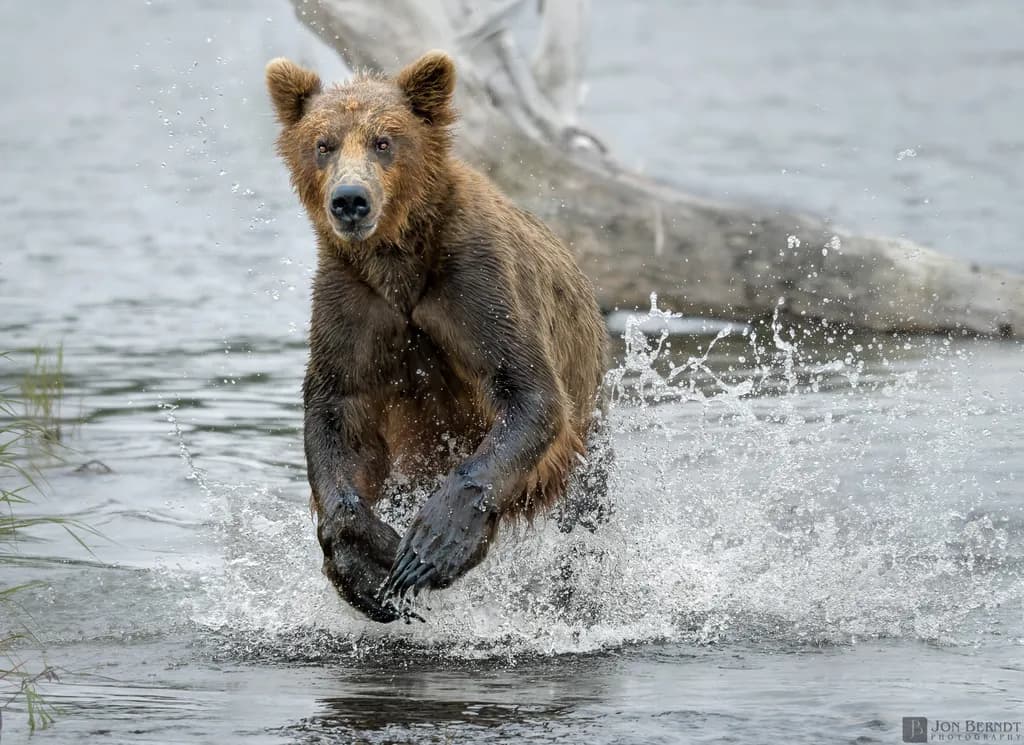 Bear Charge