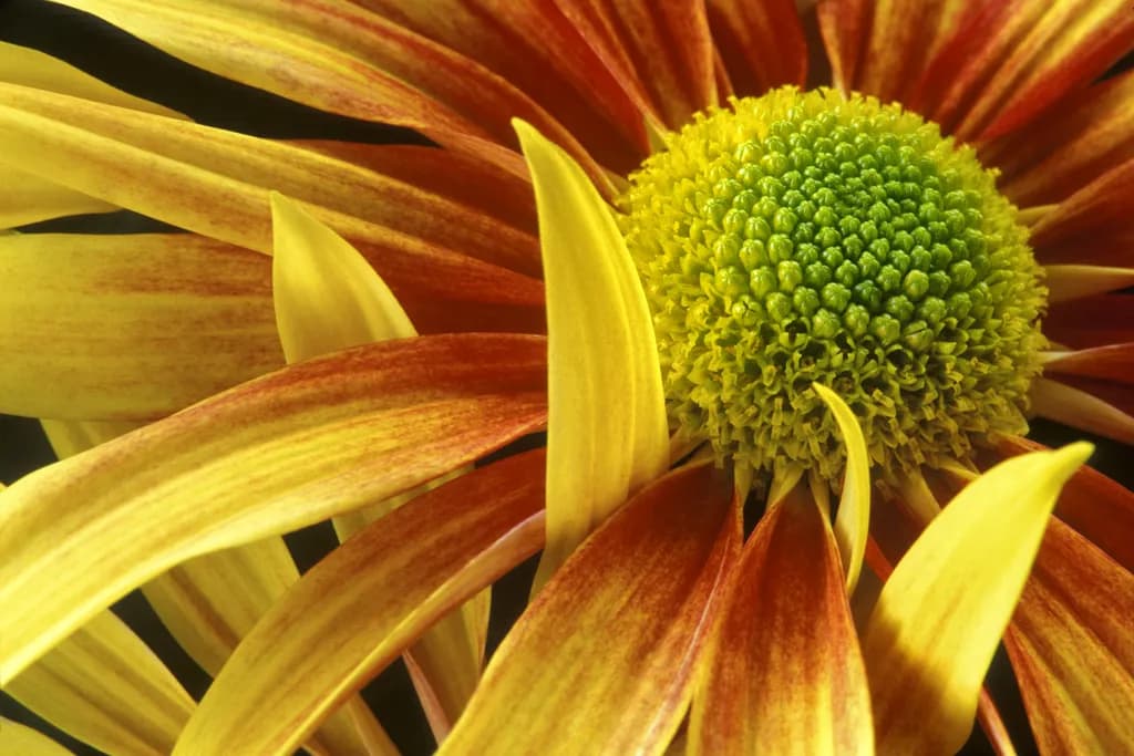 Amber Bloom