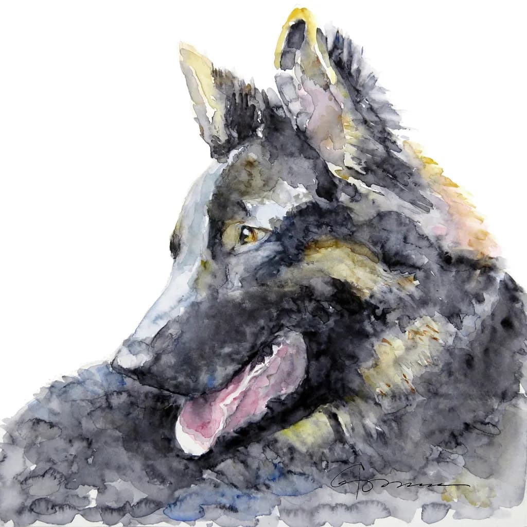 German Shepherd Gaze
