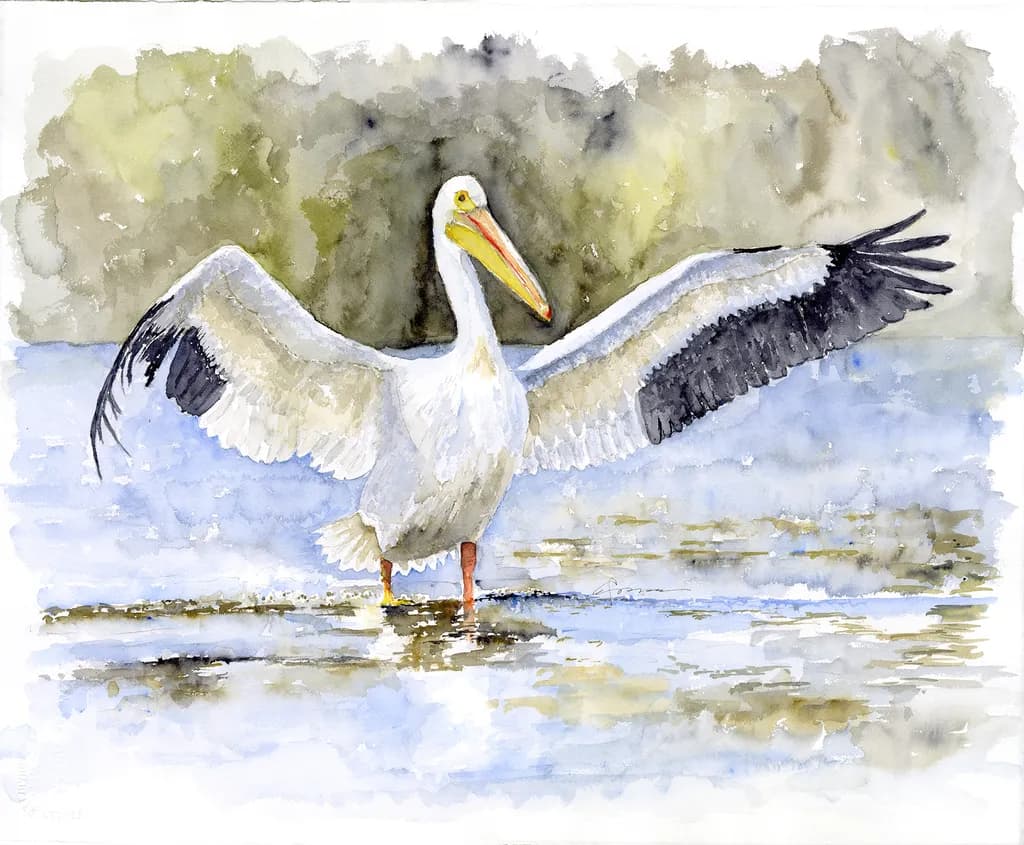 Resilient White Pelican