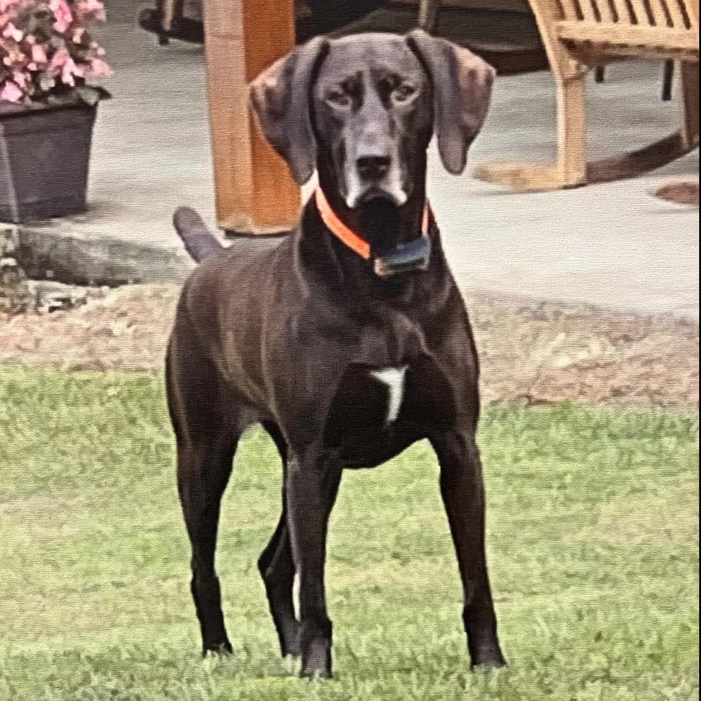 Solo Pet Portrait Reference Photo