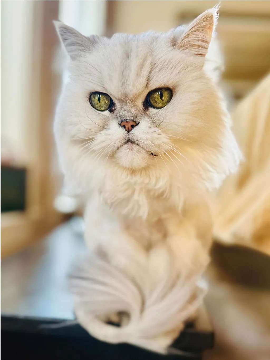Smoky Portrait Reference Photo