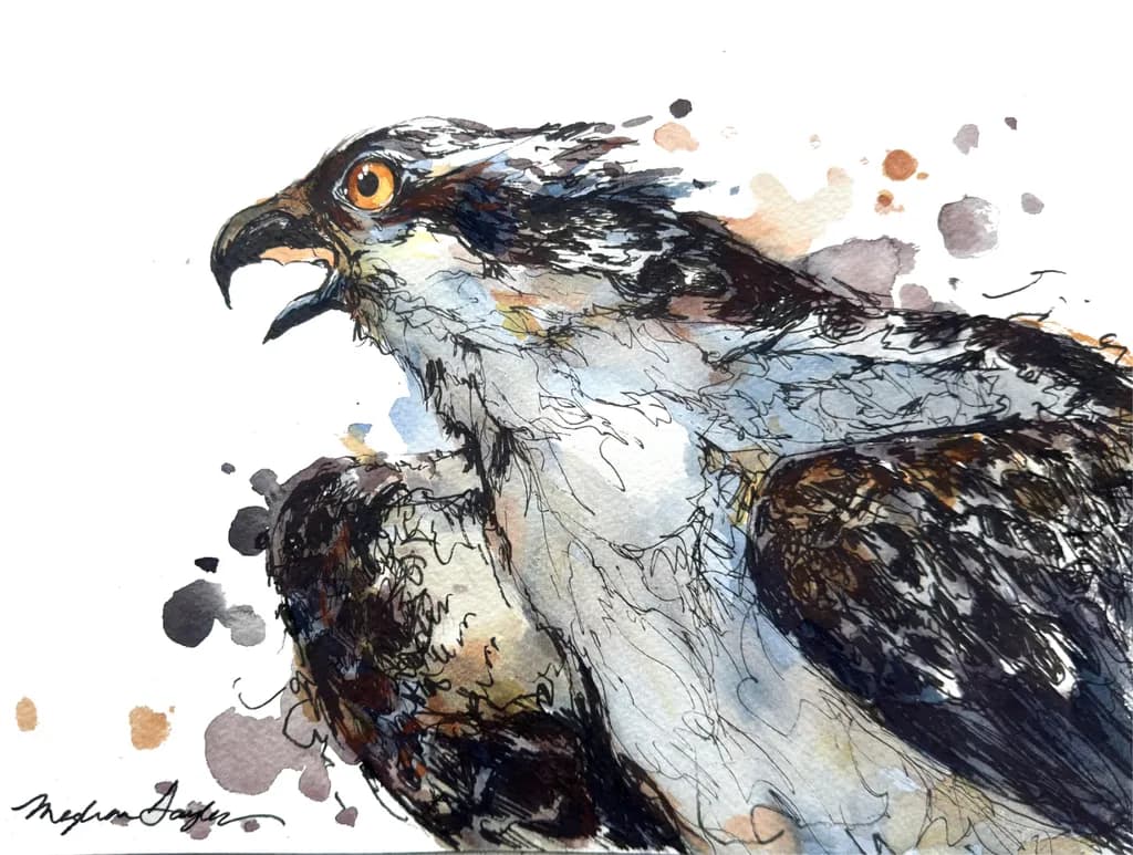 Osprey Call