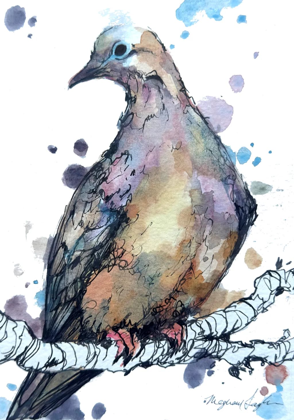 Mourning Dove