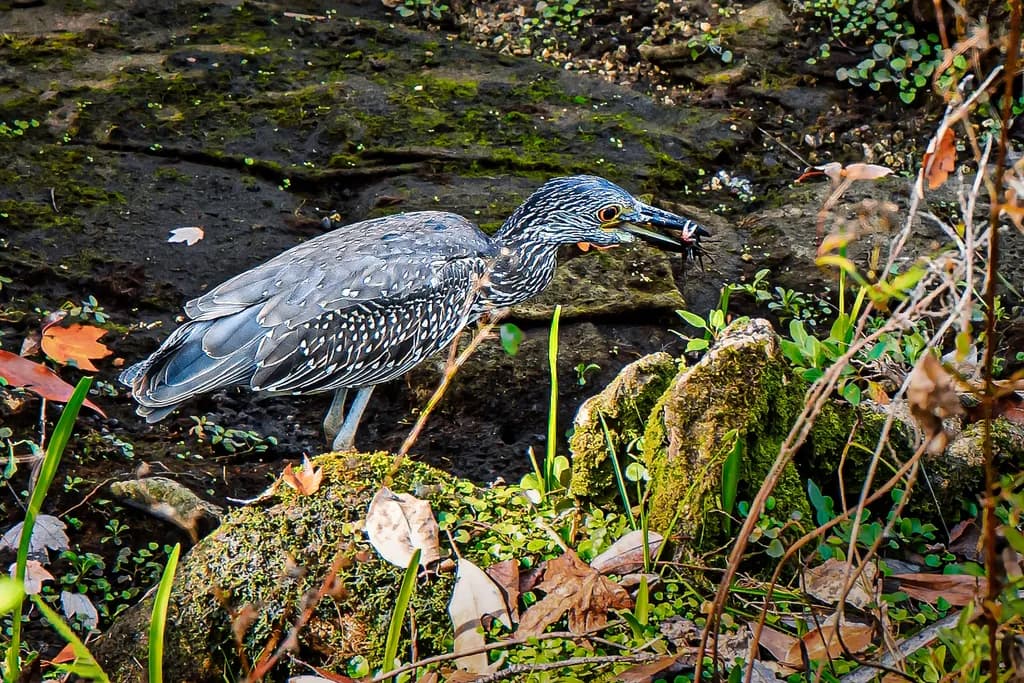 Nature's Hunter