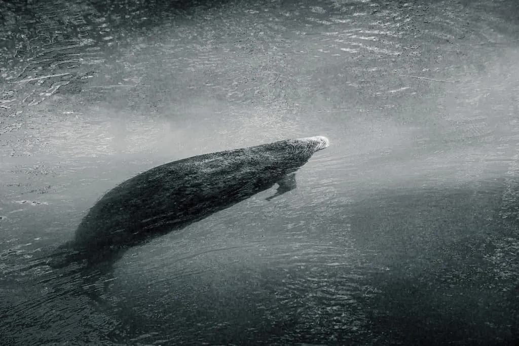 Monochrome Manatee