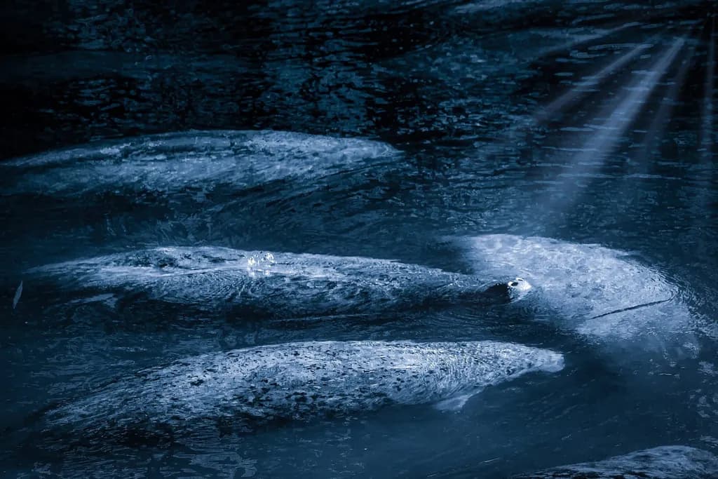 "Manatees in Moonlight"