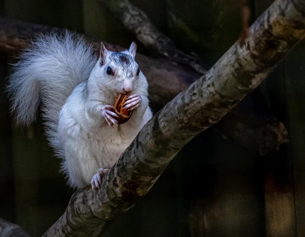Pecan Pause