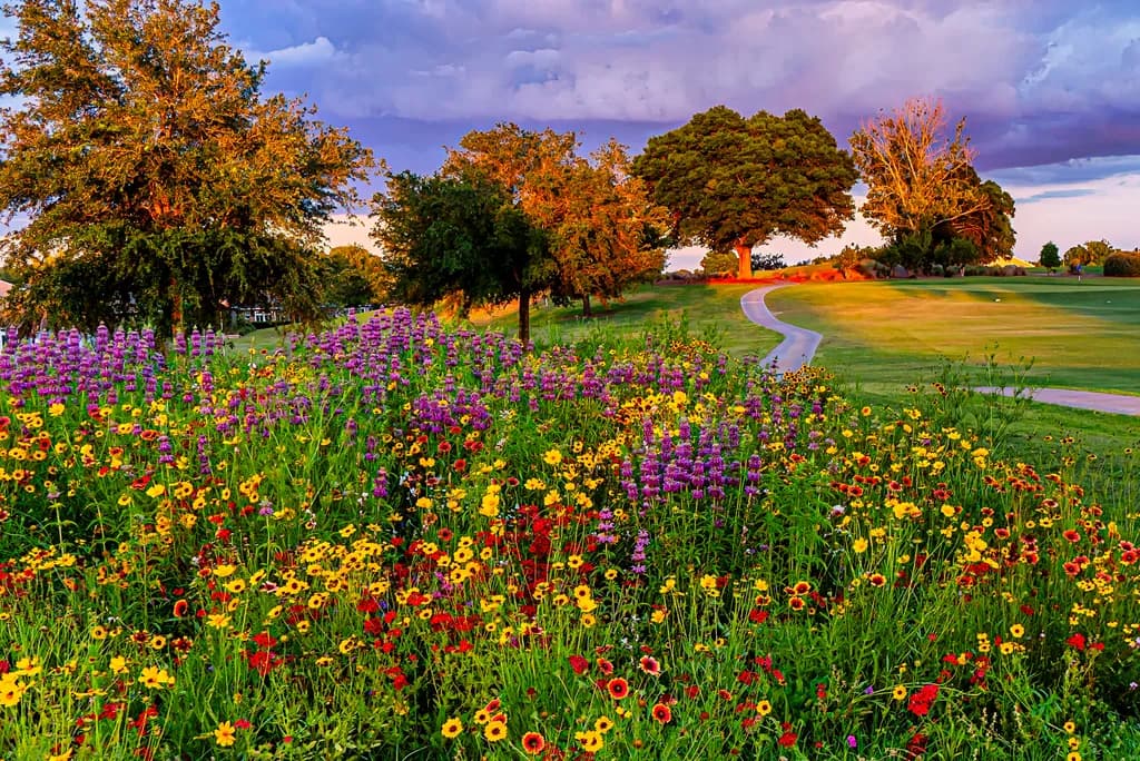 Late Summer Meadow