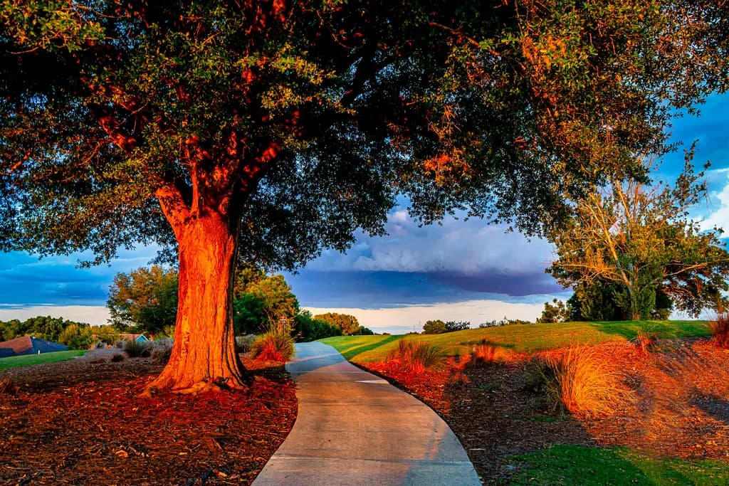 Golden Hour Passage — A Tranquil Tree Guiding the Way 