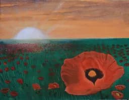 Poppy Field at Sunset