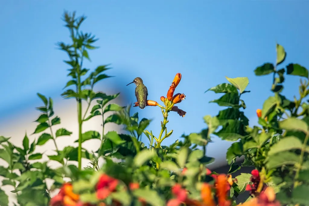 Hummingbird Harmony: A Dance Among Vibrant Blooms