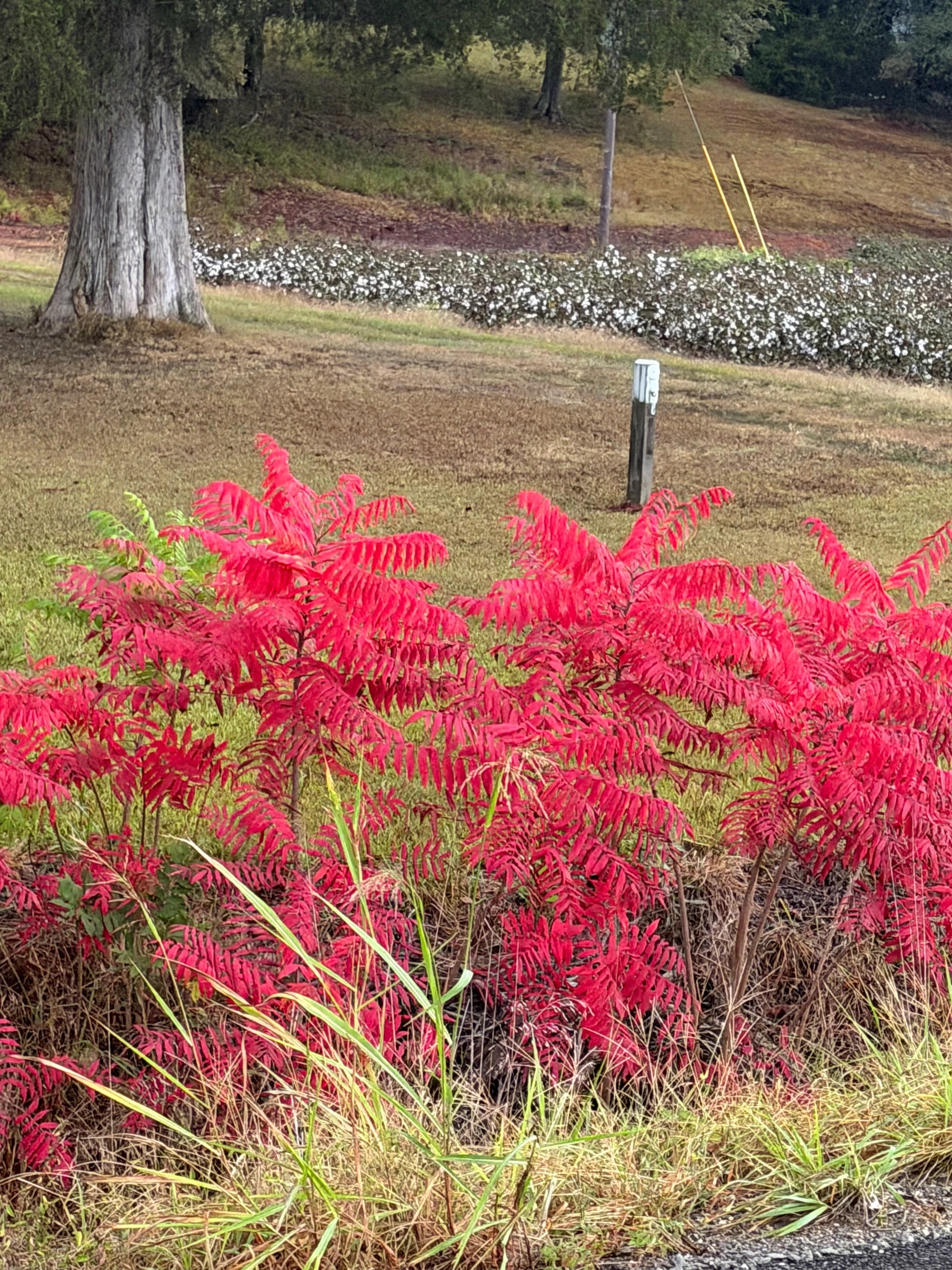 Crimson Sumac