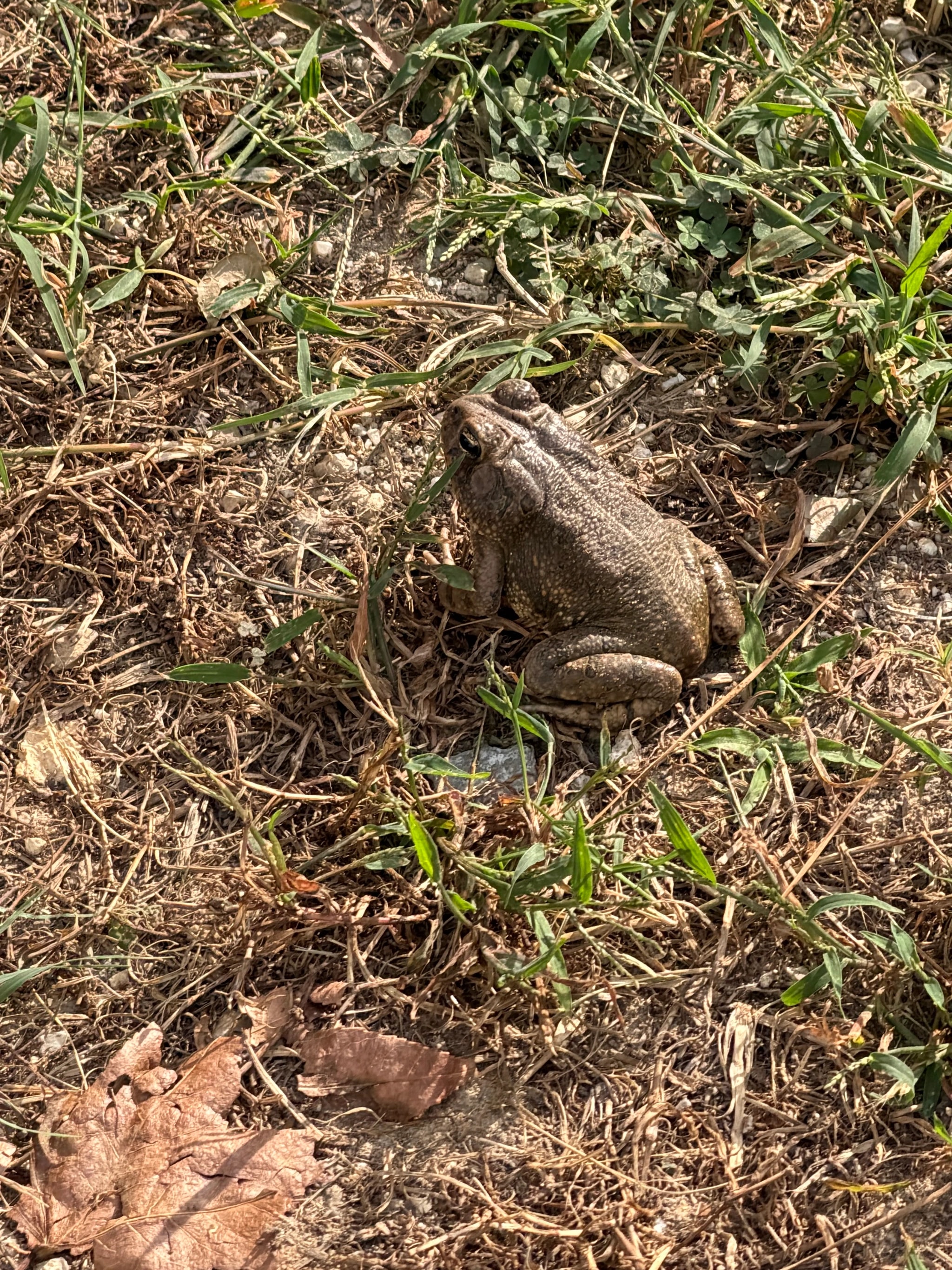 Toad Among Leaves