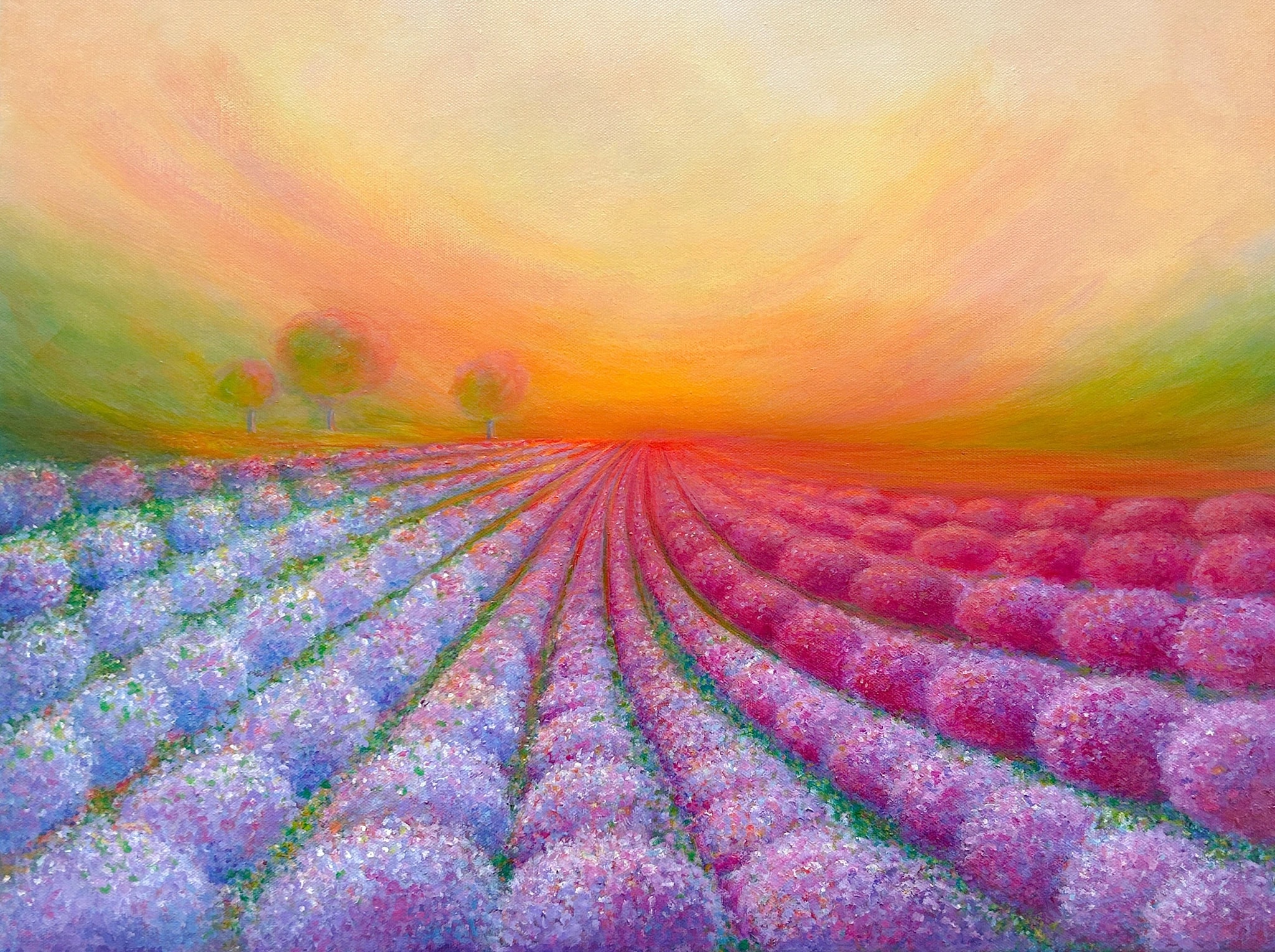 Lavender Field Sunset
