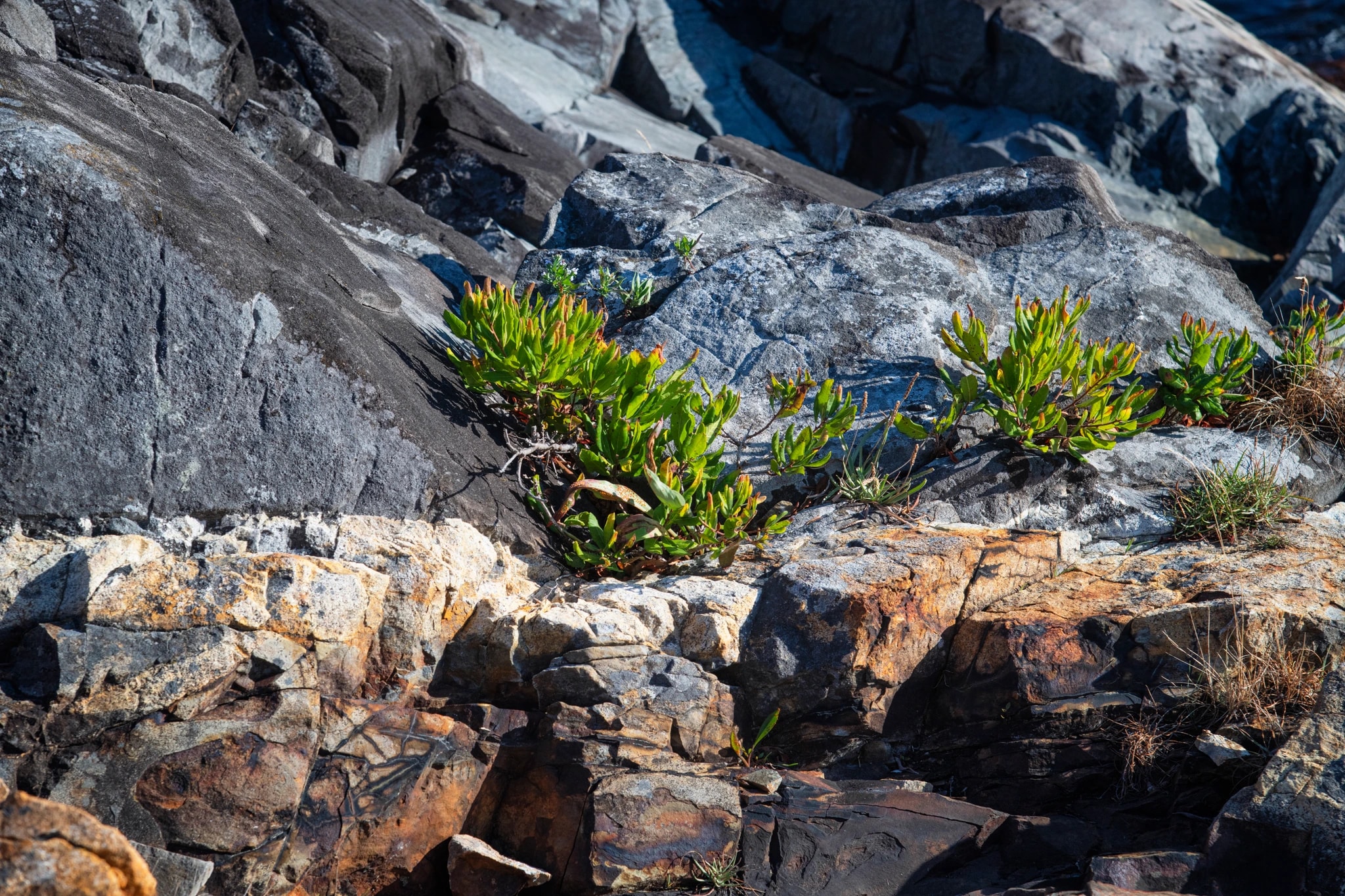 Rooted in Rock