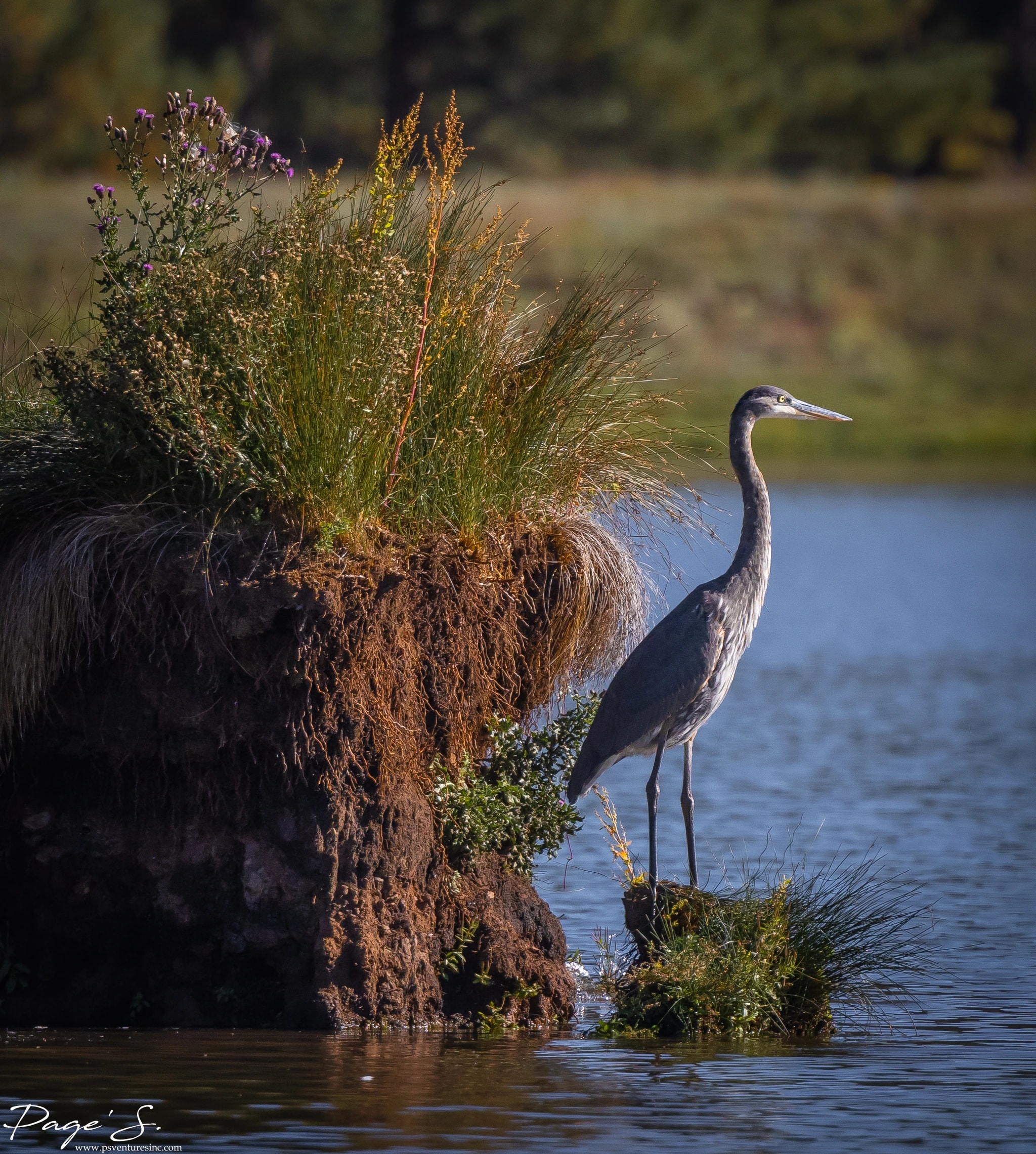 Heron by the Water