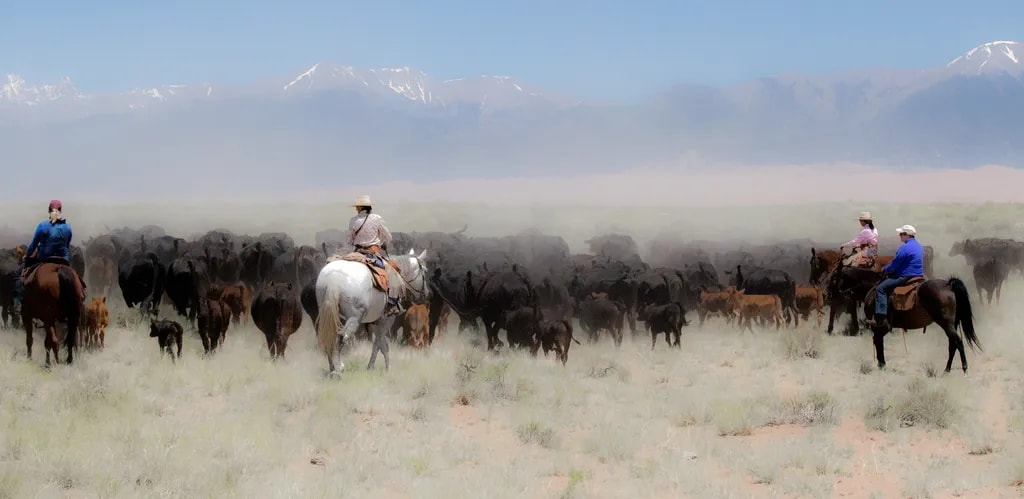 Cowgirl Roundup