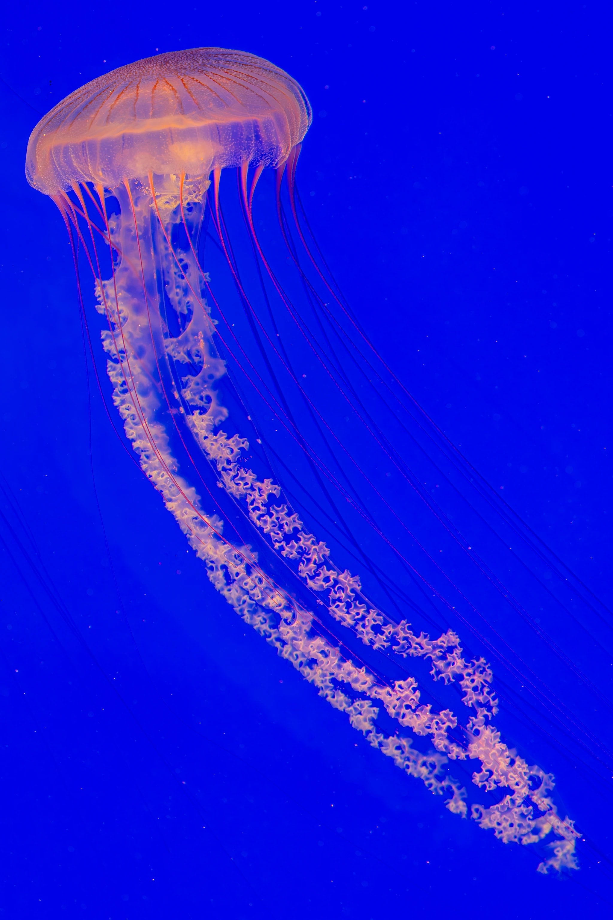 Jellyfish Dance