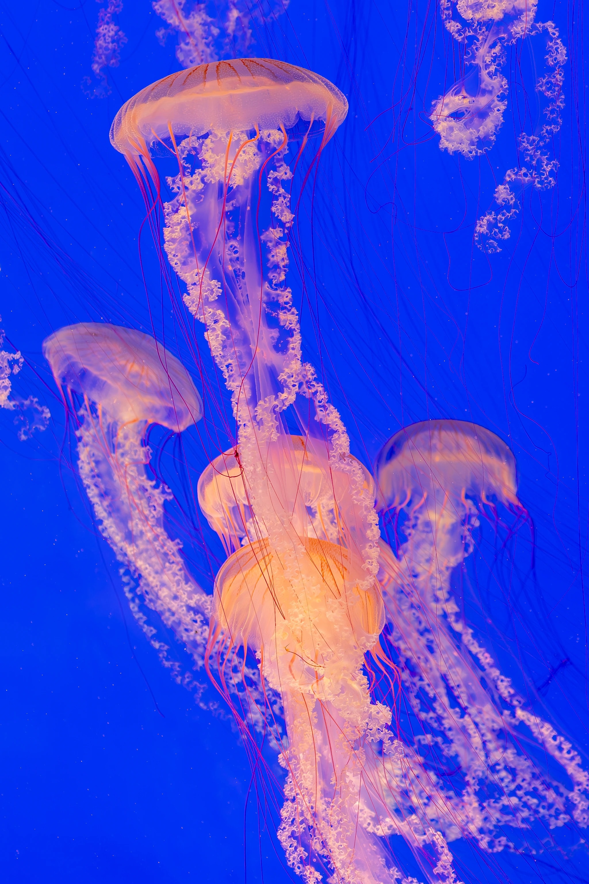 Jellyfish Dance
