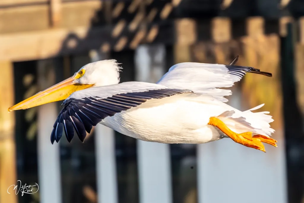 Low Pass