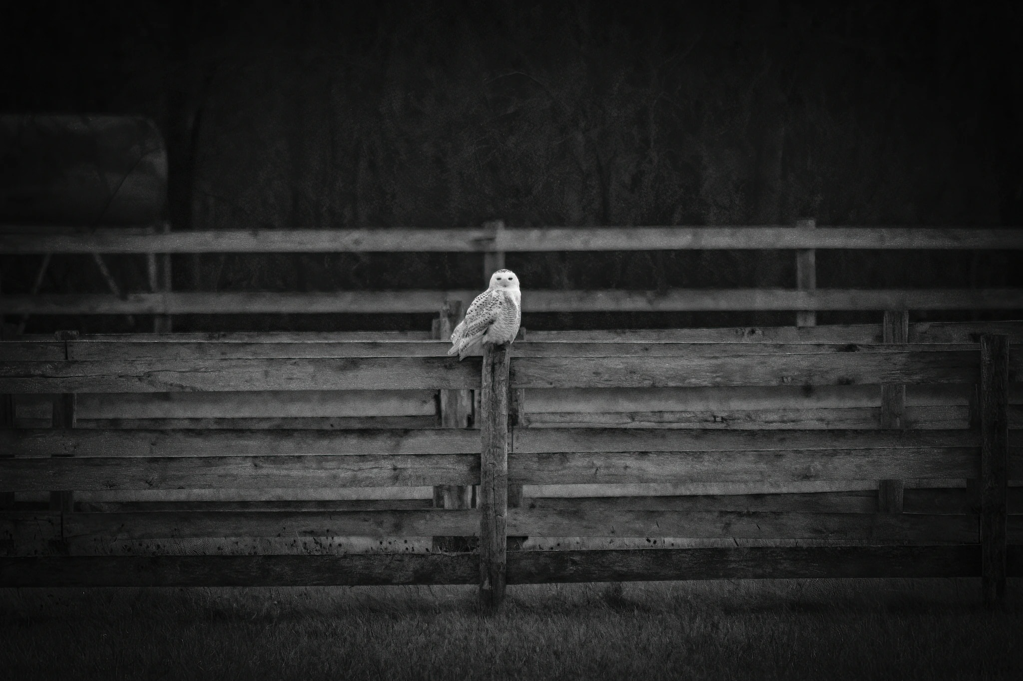 A Quiet Pause on Weathered Wood
