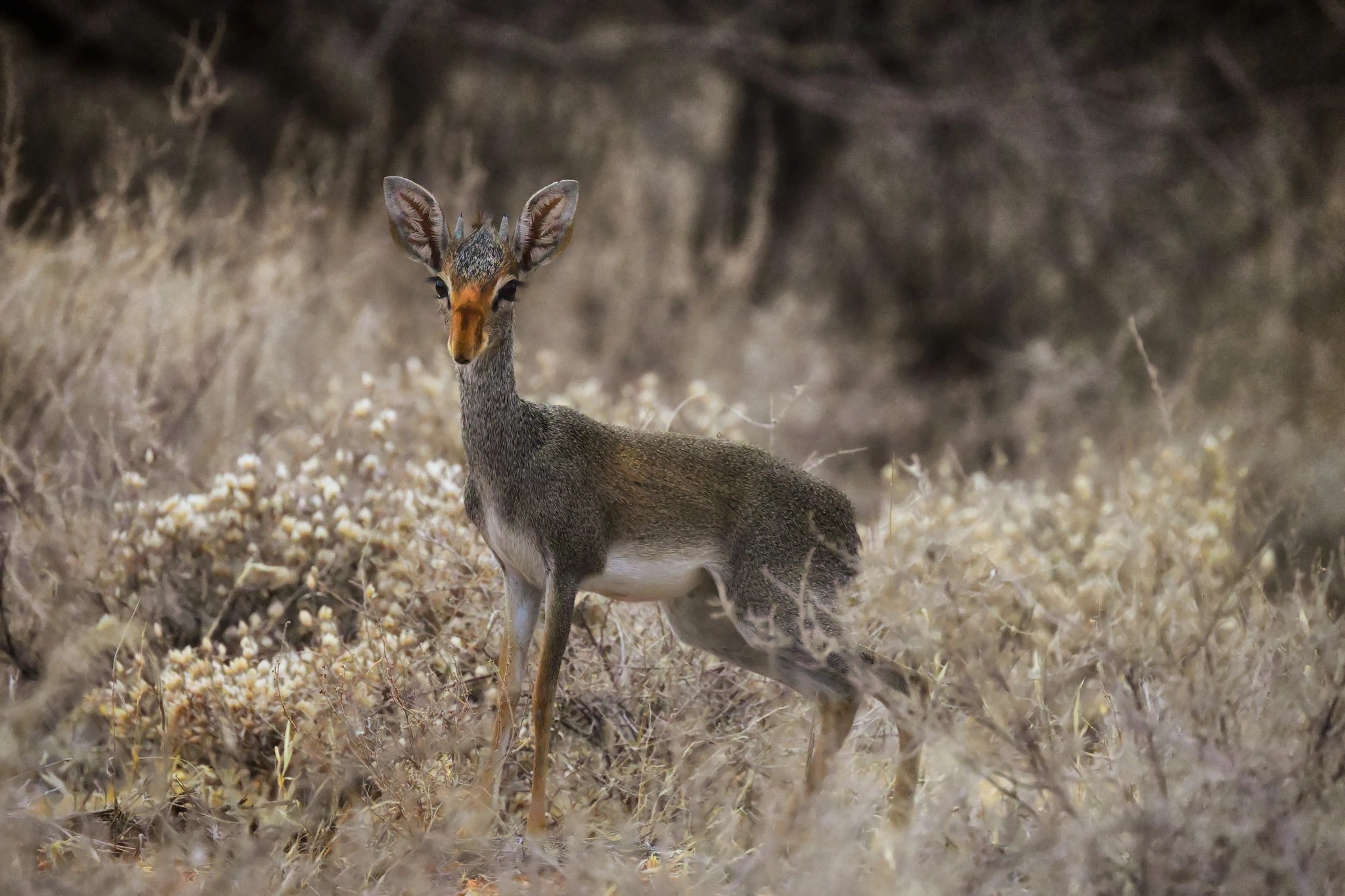 Dik-dik Gaze