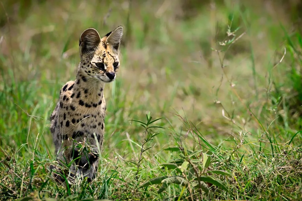 Serval Focus