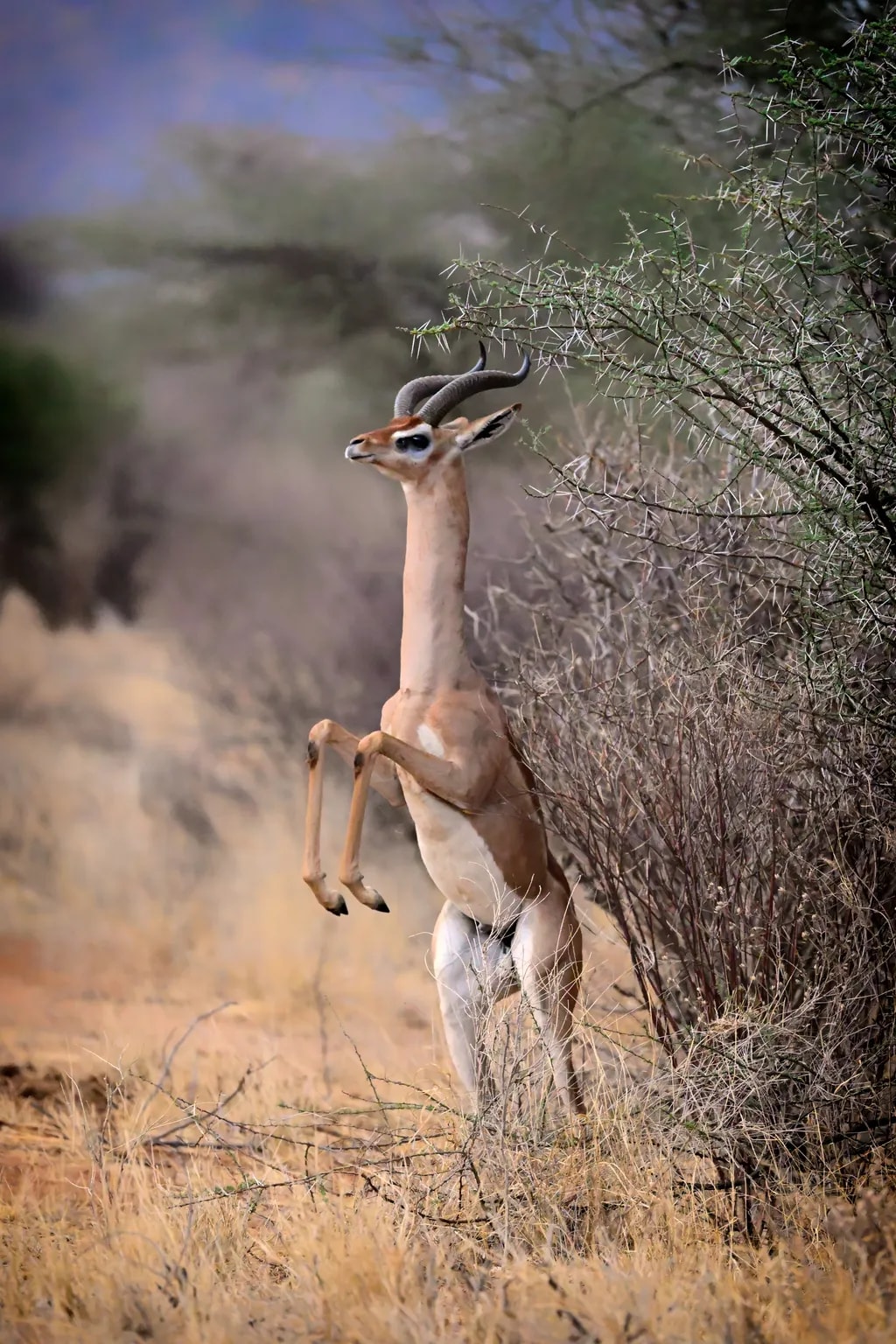 Long Neck Gerenuk