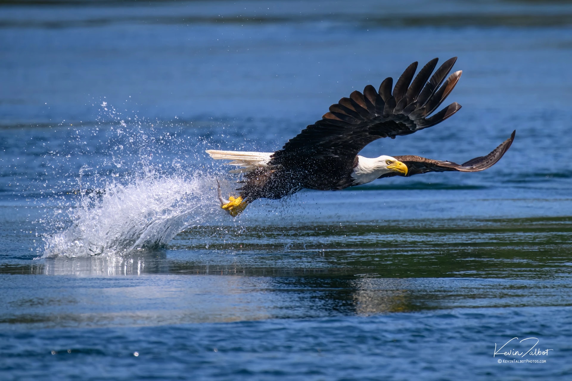 Bald Eagle Takeoff