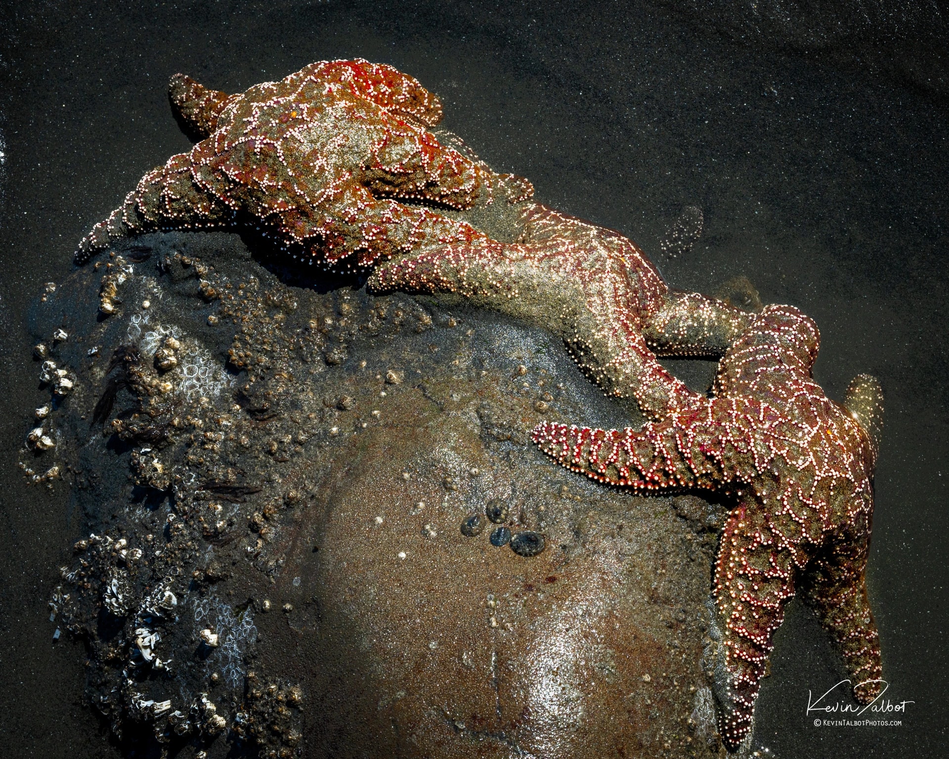Starfish Gathering
