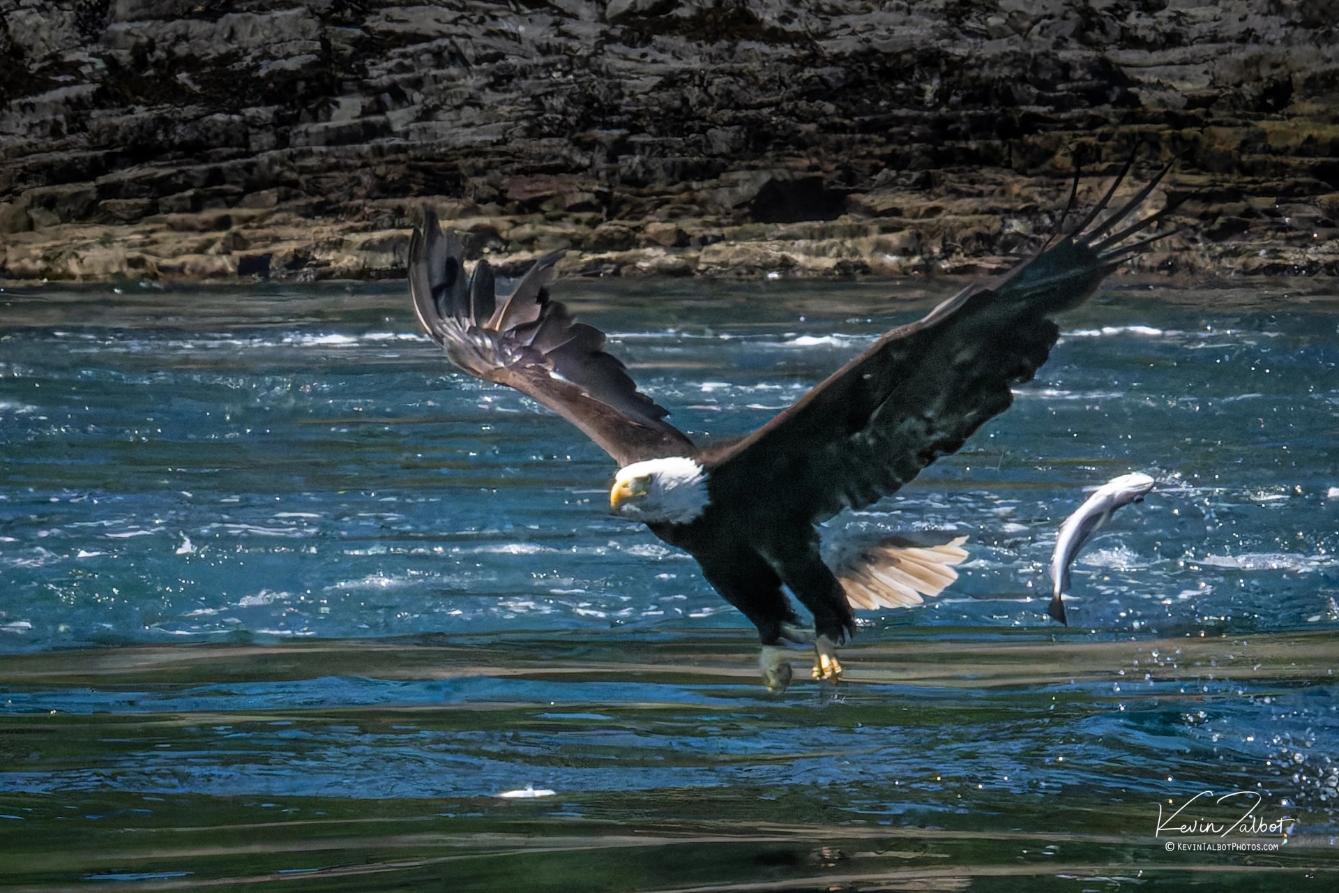 Bald Eagle in Flight