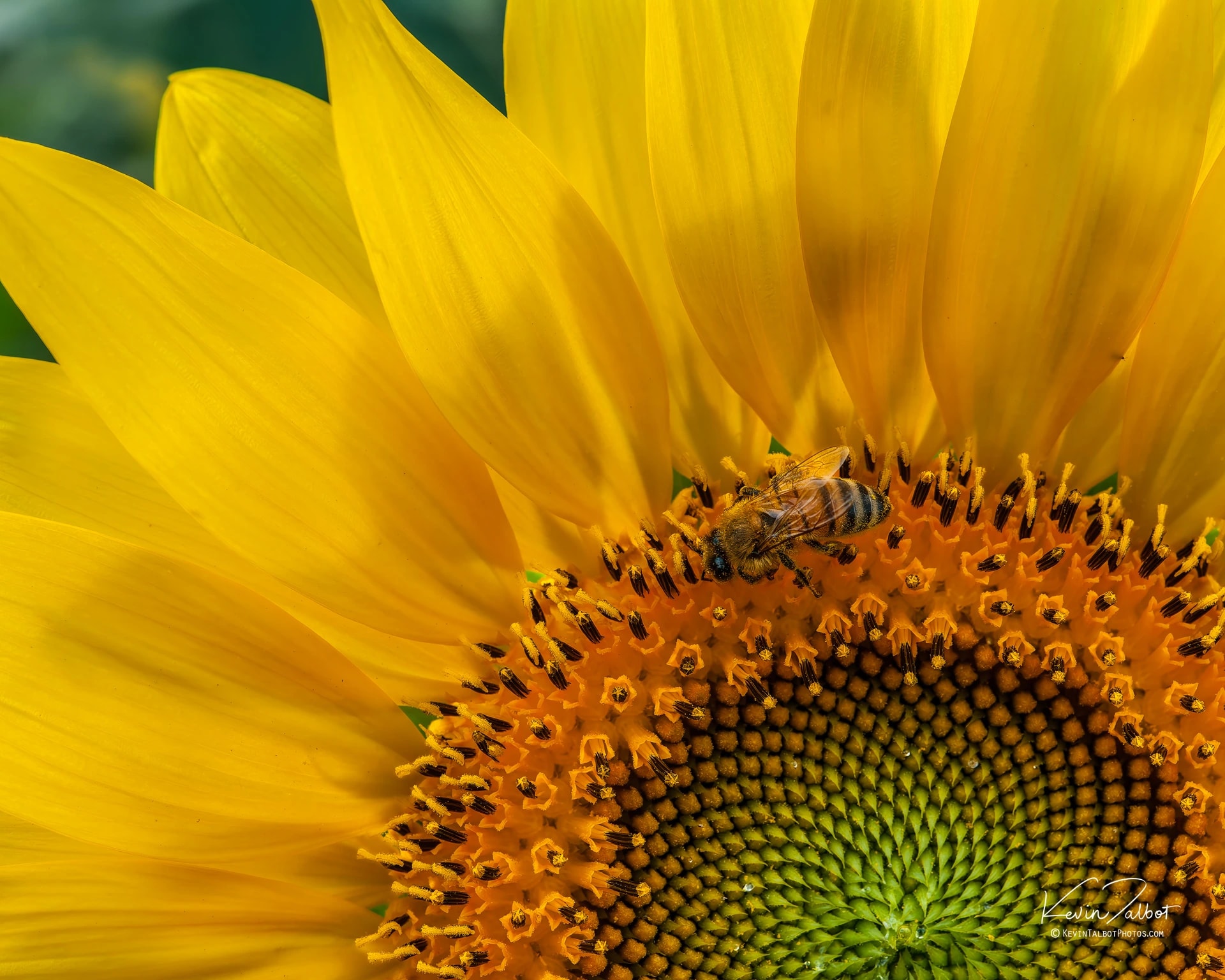 Sunflower Bee