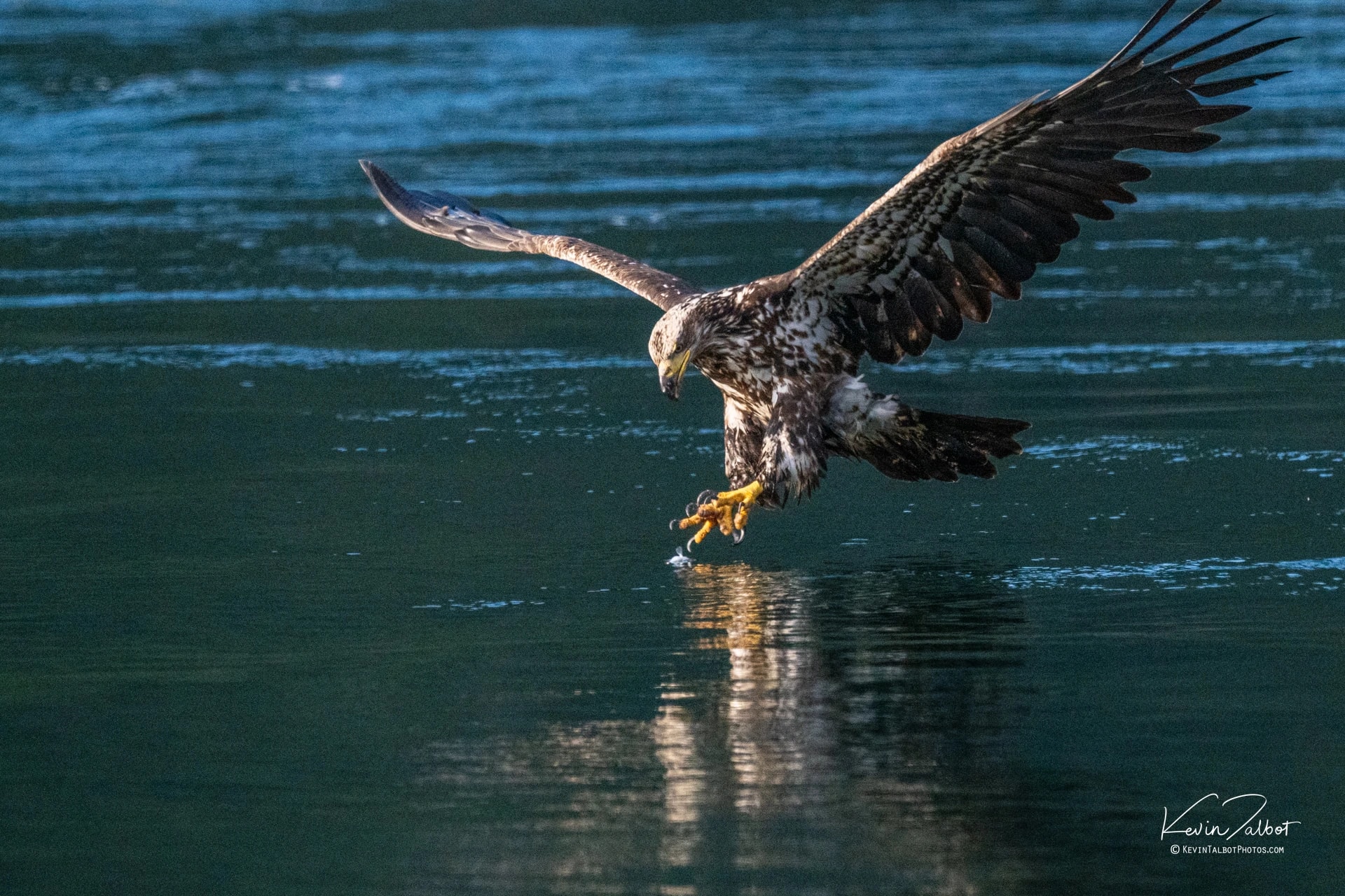 Eagle Over Water