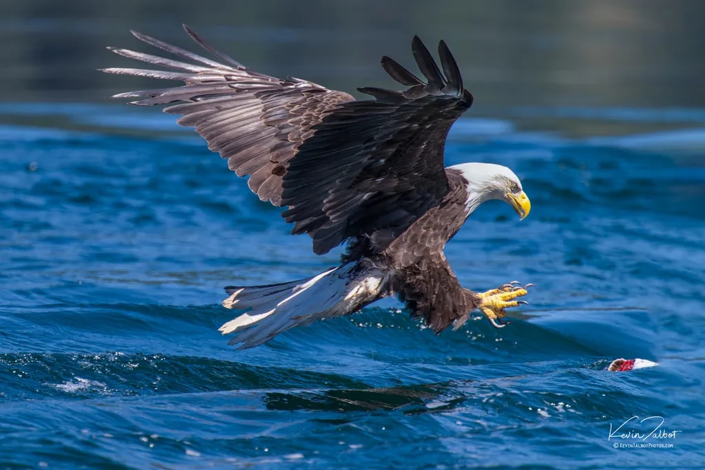 Eagle Over Ocean