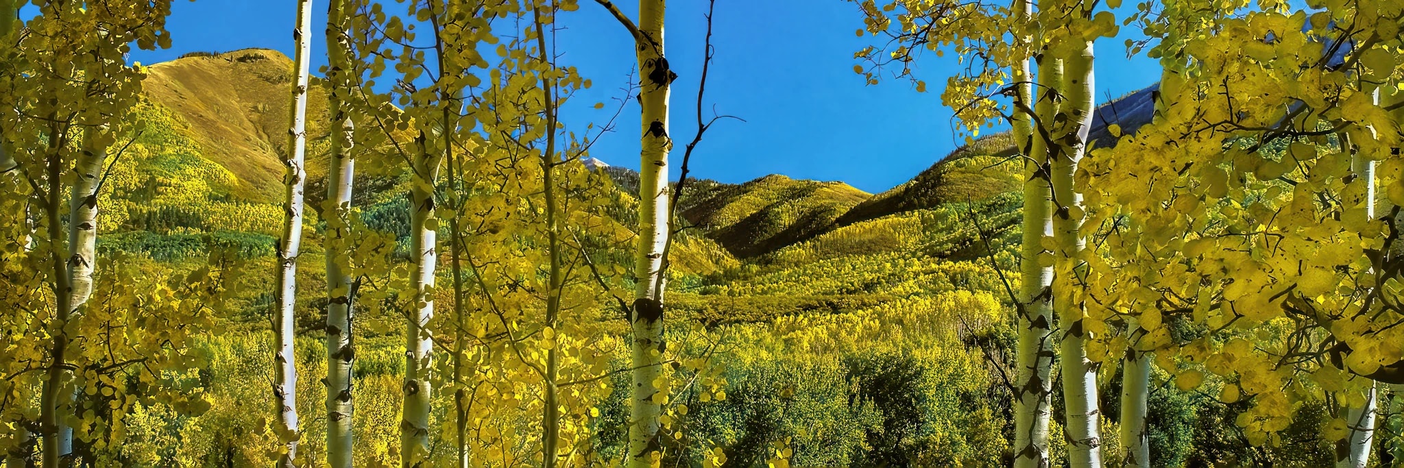 Fall Aspen View (pano) (small)