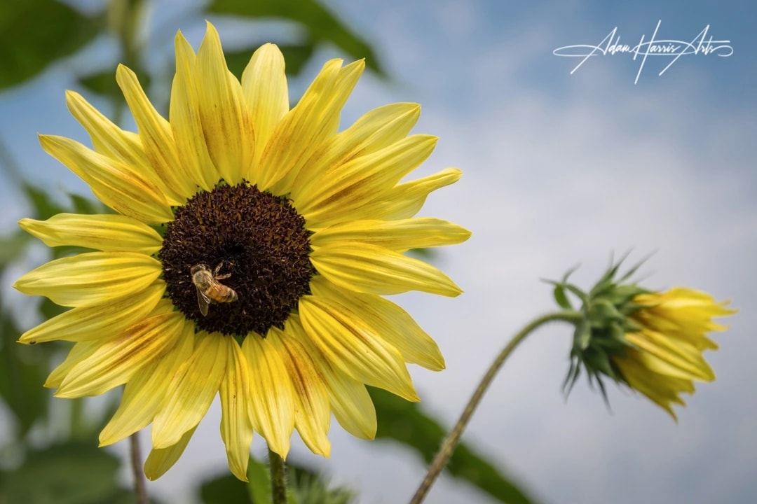 Sunflower Bee