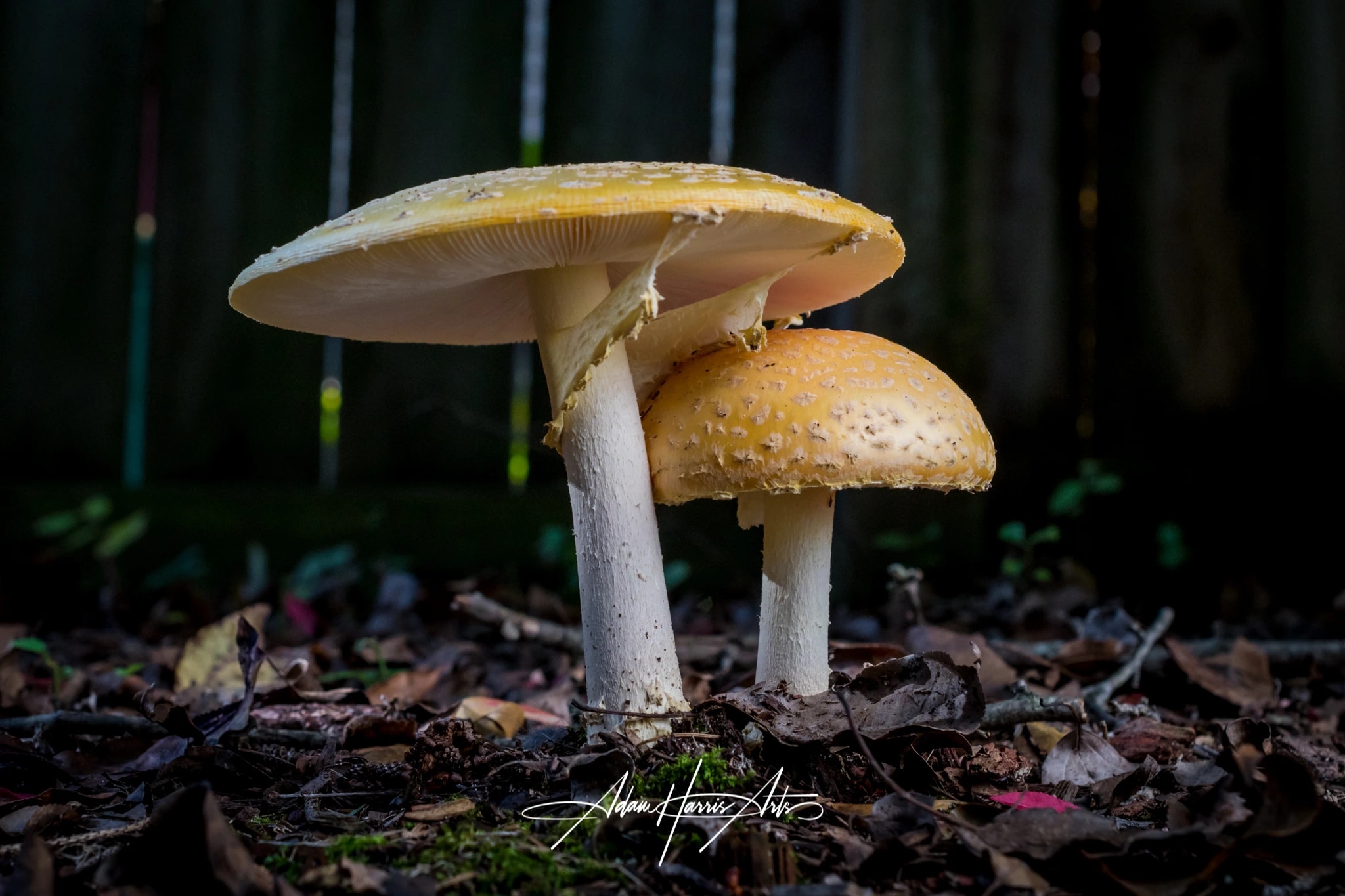 Golden Forest Mushrooms