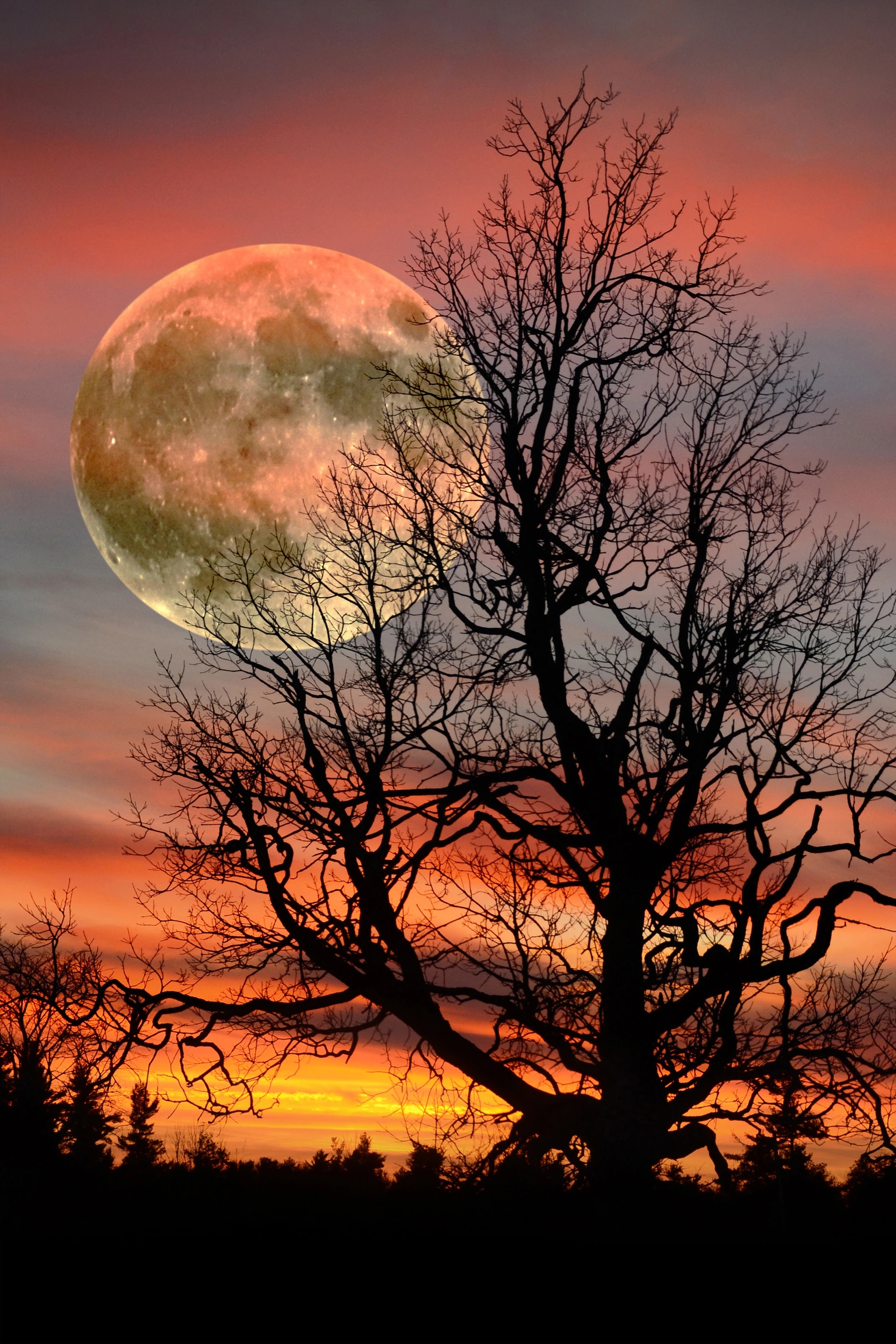 Sky Tree Moon