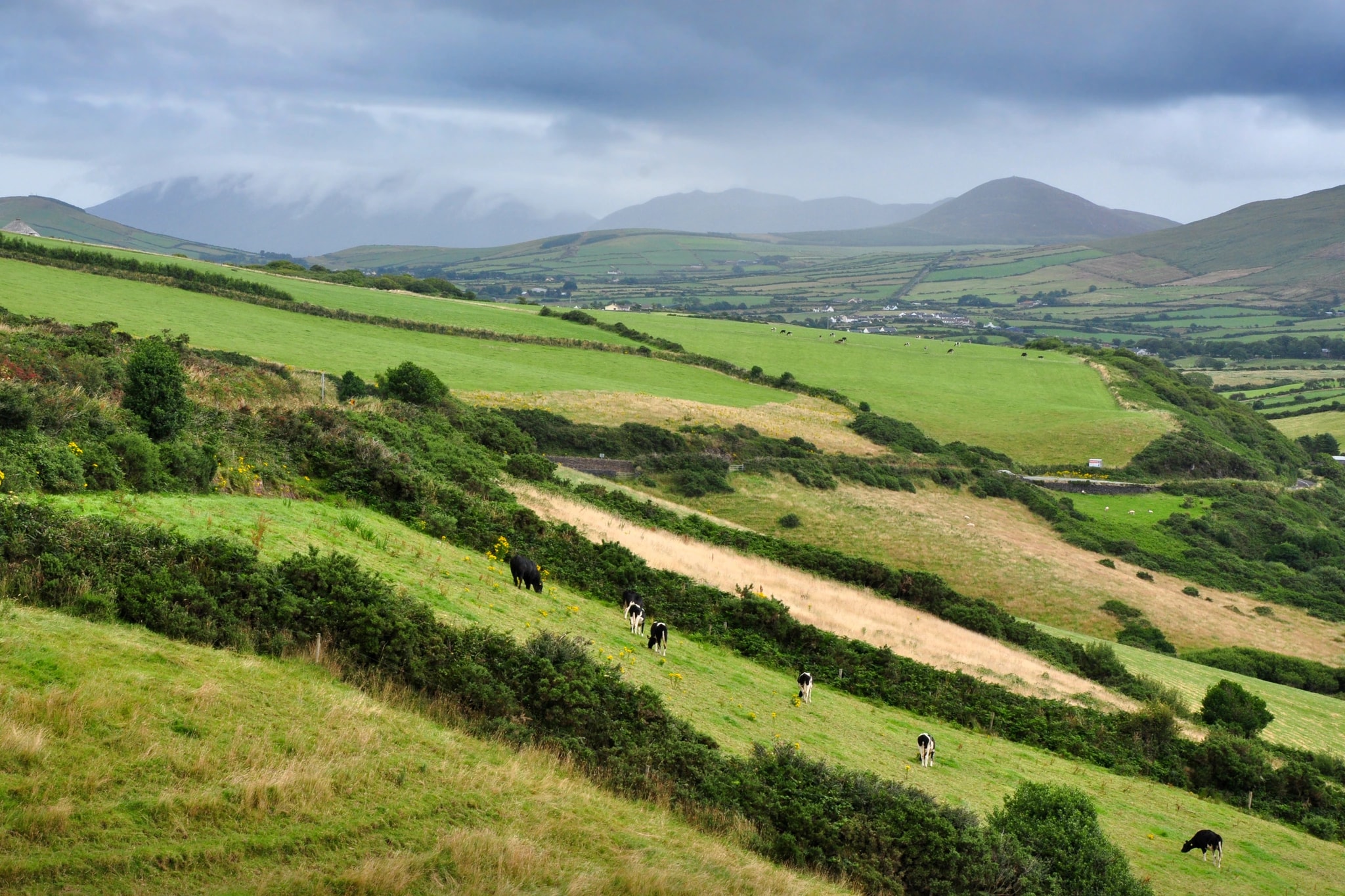 Irish Pastures