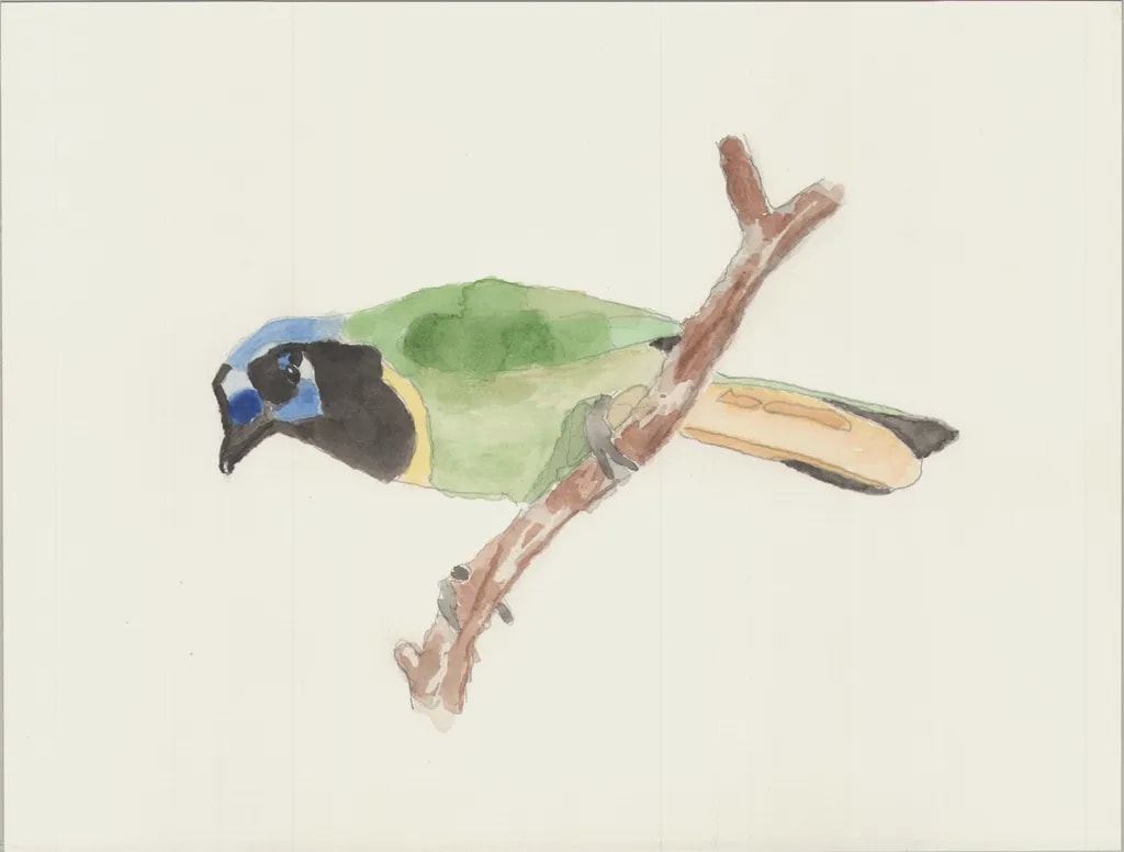 A Colorful Encounter: The Charismatic Green Jay on Display
