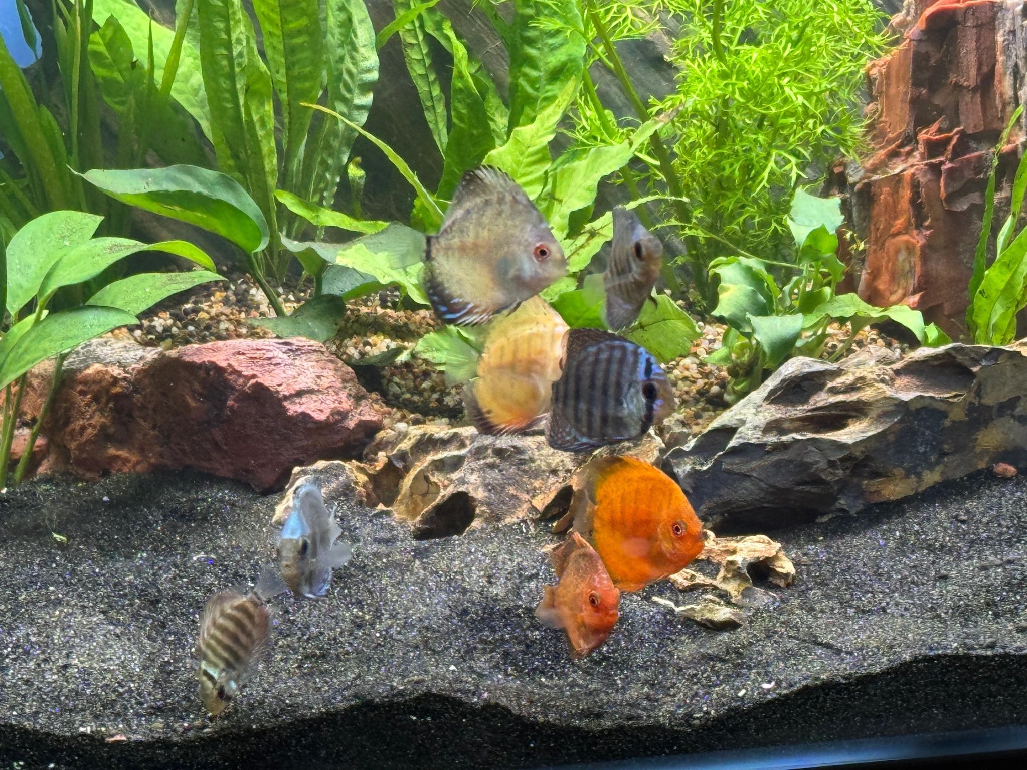 Aquarium Fish Gathering