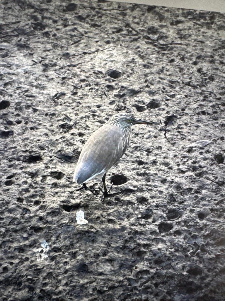 Marsh Stalker
